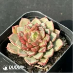 Echeveria Fireworks Sunflower - Image 2