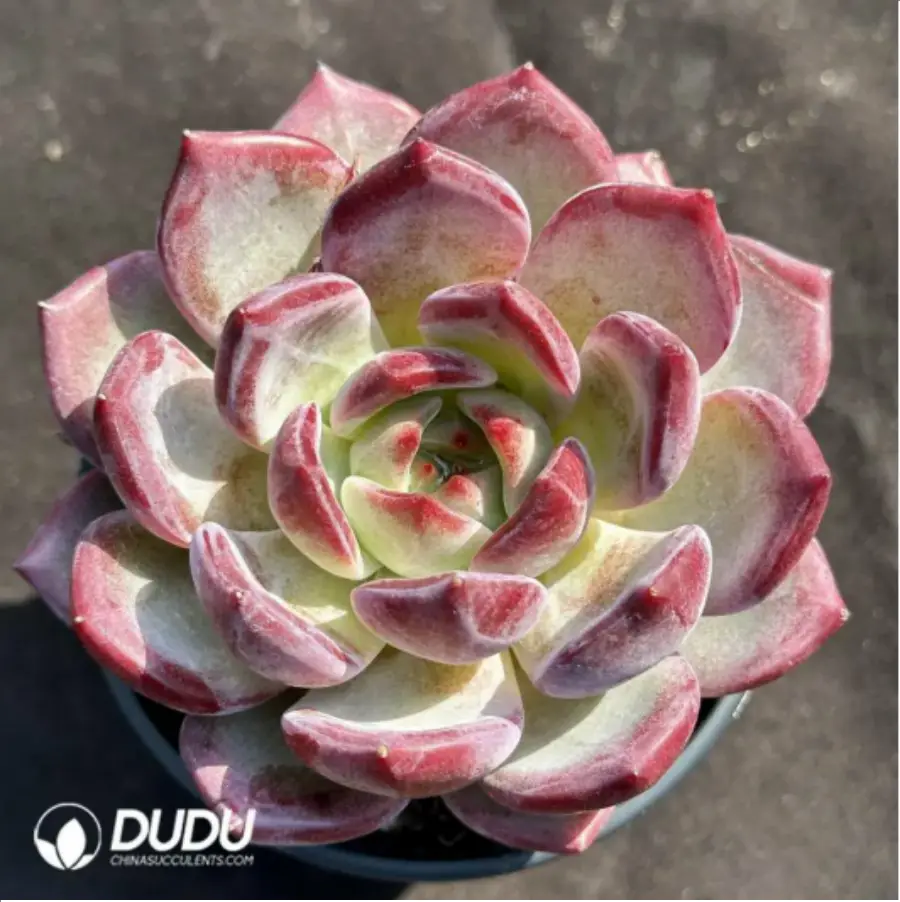 1756125829-1-1973.webp Echeveria Dare Devil - Image 1