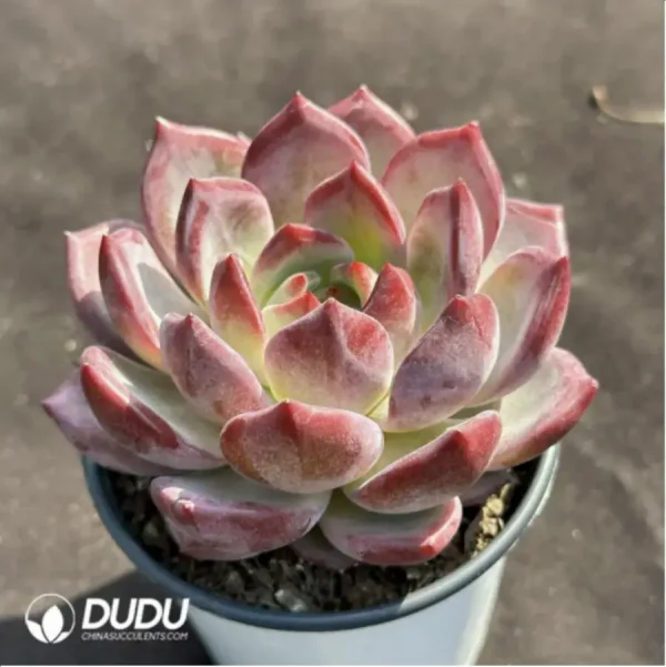 Echeveria Dare Devil - Image 2