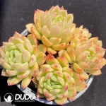 Echeveria Gilva Clustering