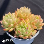 Echeveria Gilva Clustering - Image 2