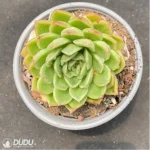Echeveria Gilva