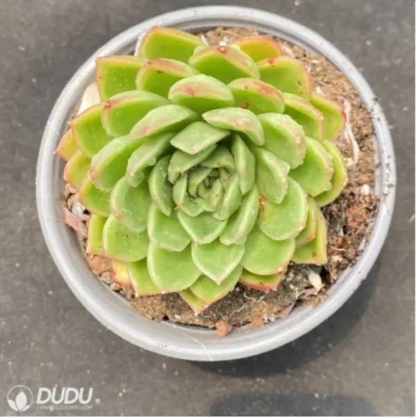 1756125851-1-2958.webp Echeveria Gilva - Image 1
