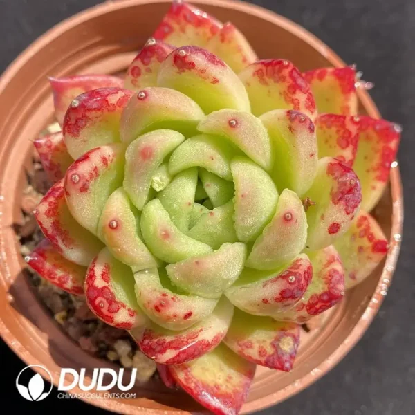 Echeveria Gilva - Image 1