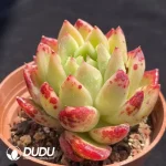 Echeveria Gilva - Image 2