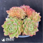 Echeveria Gilva - CristataSingle, 120