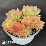 Echeveria Gilva - CristataSingle, 120 - Image 2