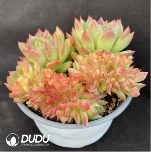 Echeveria Gilva - CristataSingle, 120 - Image 2