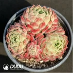 Echeveria Cinnabar Mole Clustering