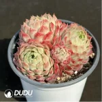 Echeveria Cinnabar Mole Clustering - Image 2