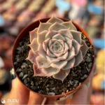 Echeveria Purple Sea - Single, 60