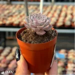 Echeveria Purple Sea - Single, 60 - Image 2