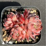 Echeveria Purple Iris - Clustering, 60