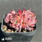 Echeveria Purple Iris - Clustering, 60 - Image 2