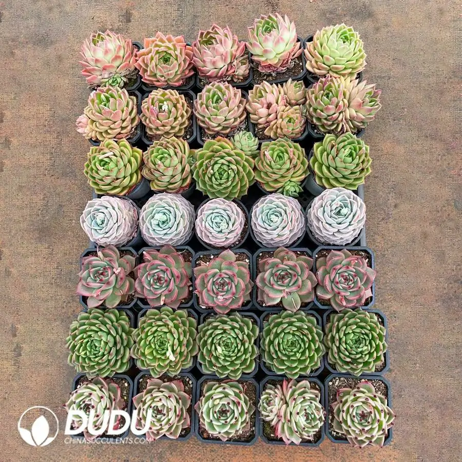 1756125895-1743672956-e201.webp Echeveria Agavoides 35pcs Blind Box - Image 1