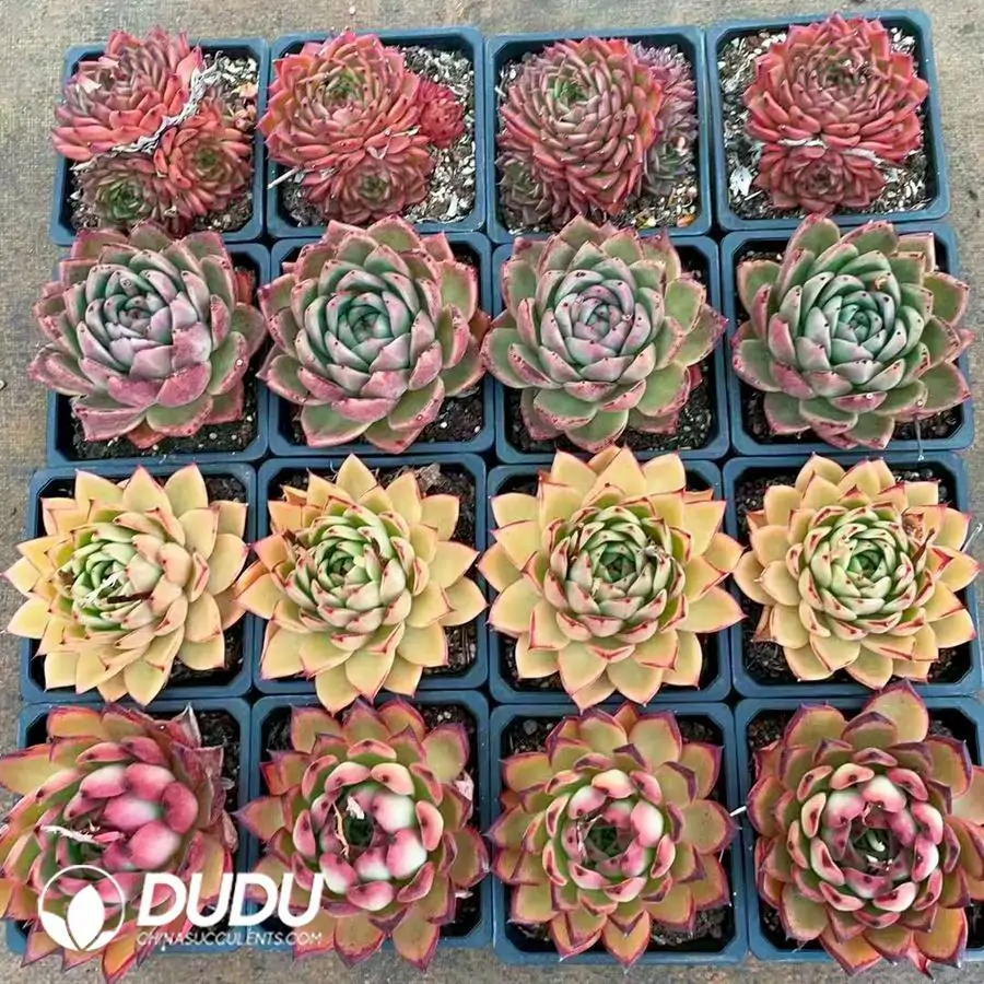 1756125898-1743672971-e201.webp Echeveria Agavoides 16pcs Blind Box - Image 1
