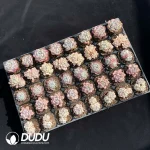 DUDU Collocation-2079 - Image 2