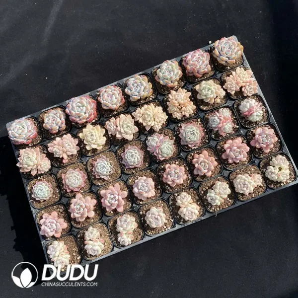 DUDU Collocation-2079 - Image 2