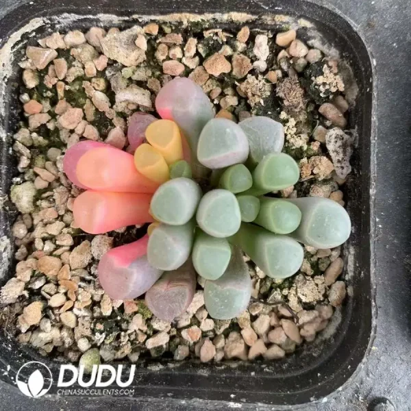 Fenestraria Aurantiaca Variegated - Image 1