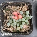 Fenestraria Aurantiaca Variegated - Image 2