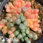 Fenestraria Aurantiaca Yinyang Variegated