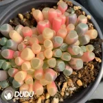 Fenestraria Aurantiaca Yinyang Variegated - Image 2