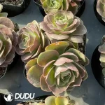Aeonium Dapa Clustering