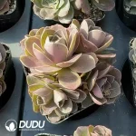 Aeonium Dapa Clustering - Image 2