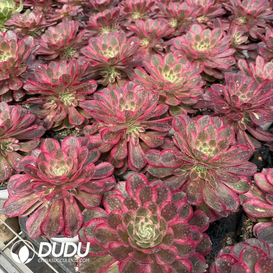 1756125979-1744096458-e201.webp Aeonium Peacock Single - Image 1
