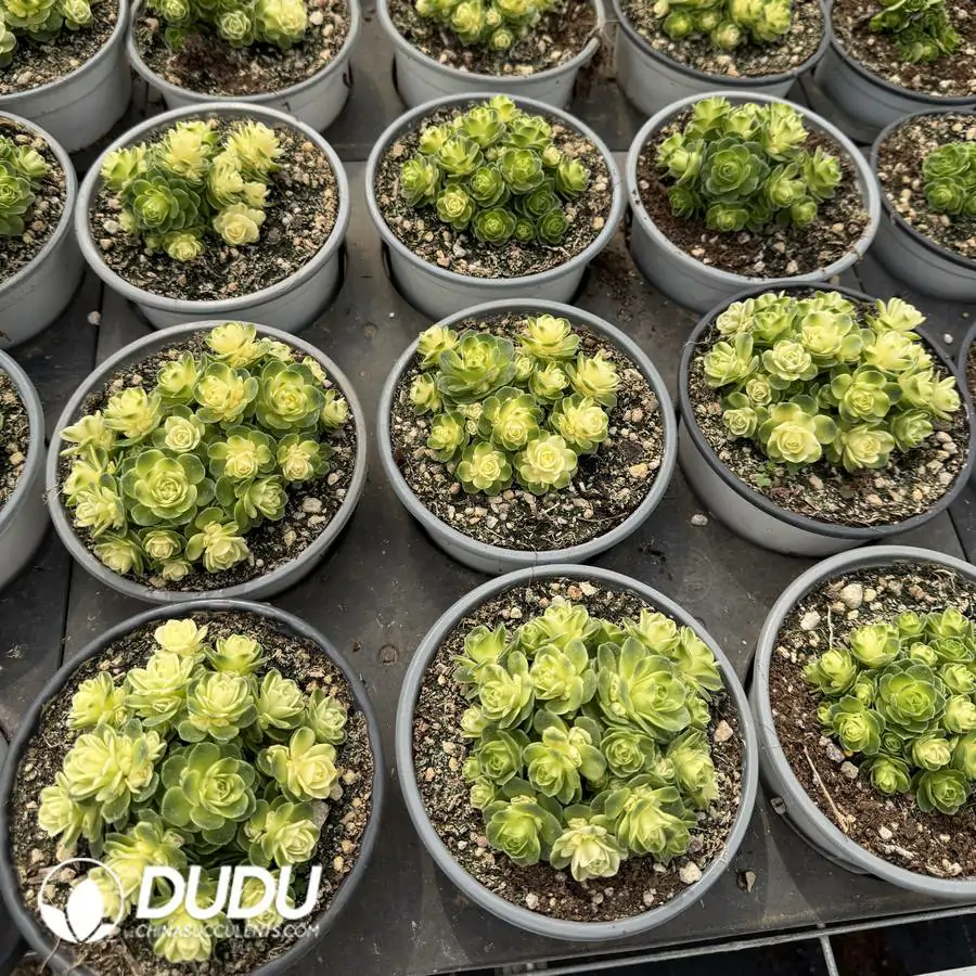 1756125985-1744096482-e201.webp Aeonium Cat Eye Rose Variegated Clustering - Image 1