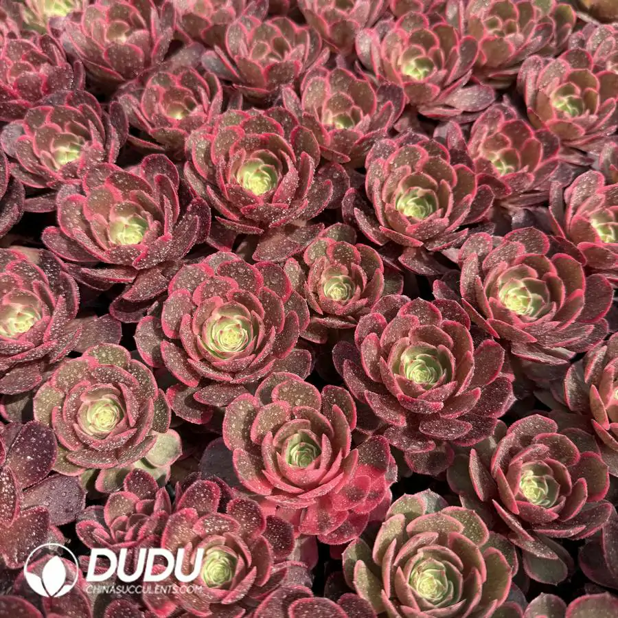 1756125987-1744096489-e201.webp 128Pcs/Tray Aeonium Pink Flower Demon Seedlings - Image 1