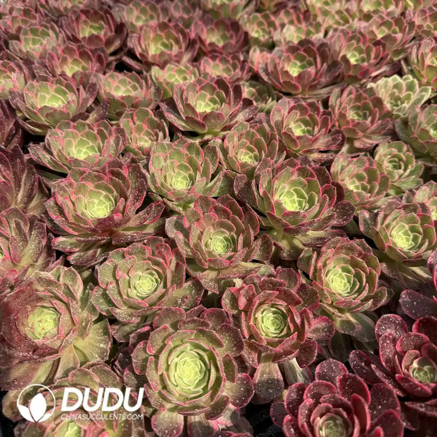1756125988-1744096493-e201.webp 128Pcs/Tray Aeonium Kaleidoscope Seedlings - Image 1