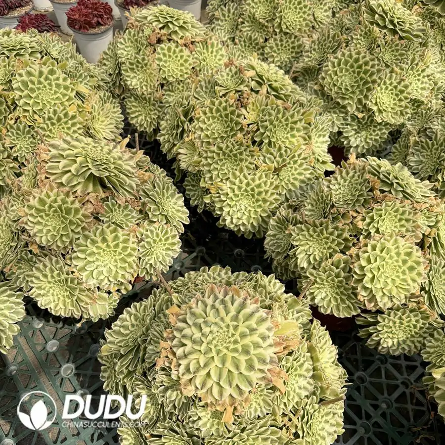 1756126007-1744096563-e201.webp Aeonium Bilang Clustering - Image 1