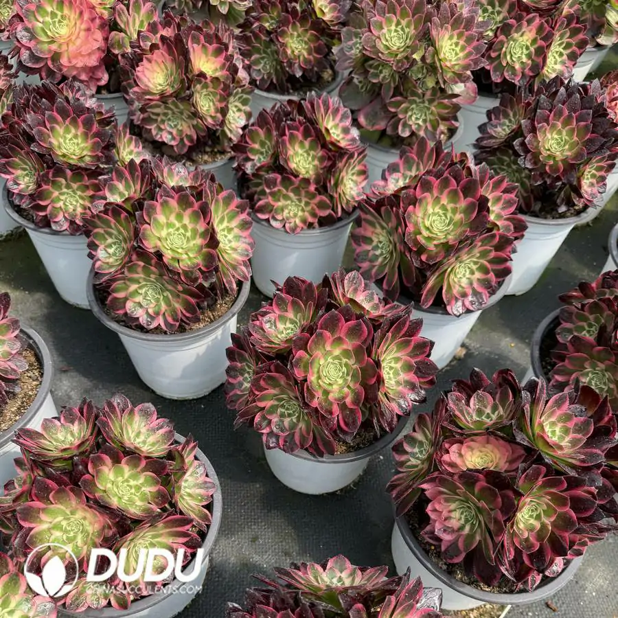 1756126010-1744096582-e201.webp Aeonium Aquaman Clustering - Image 1