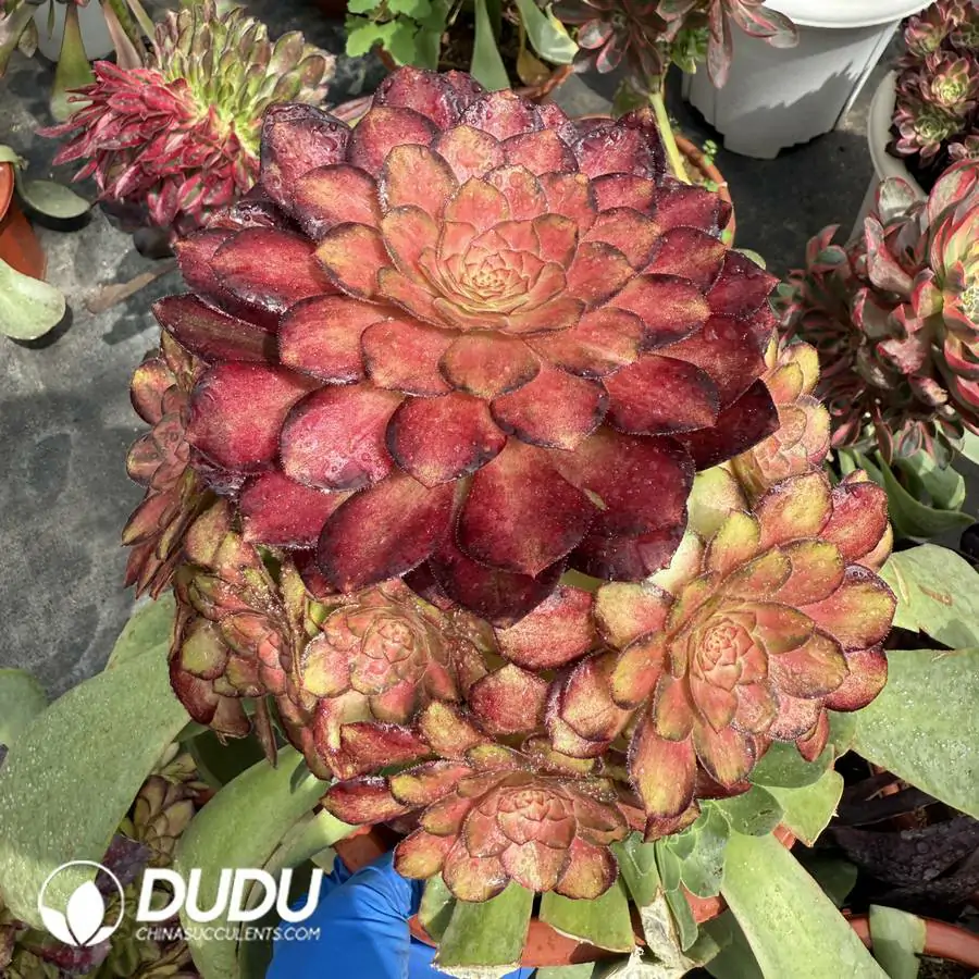 1756126020-1744096618-e201.webp (50pcs)$2.82/Pcs Aeonium Koi Cutting - Image 1