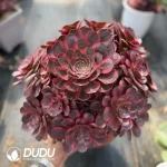 (50pcs)$1.5/Pcs Aeonium Charming Golden Rose Variegated Cuttings