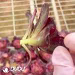 (50pcs)$1.5/Pcs Aeonium Charming Golden Rose Variegated Cuttings - Image 2