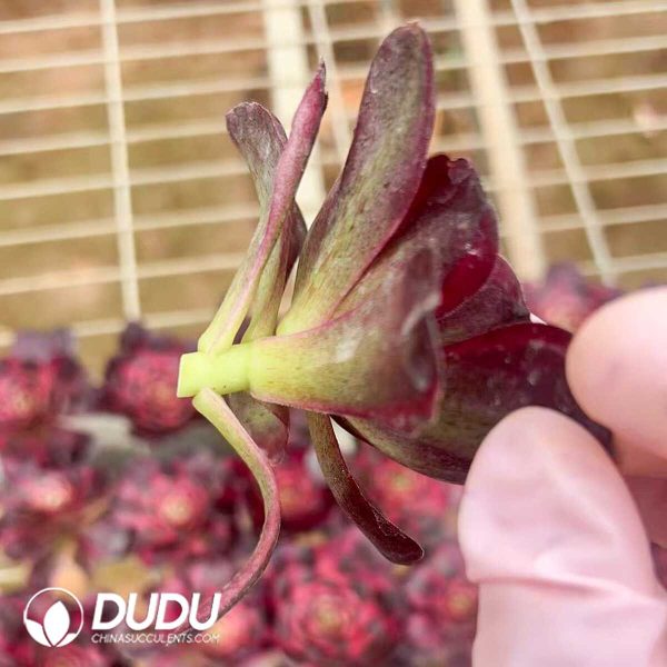 (50pcs)$1.5/Pcs Aeonium Charming Golden Rose Variegated Cuttings - Image 2