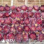 (50pcs)$1.5/Pcs Aeonium Charming Golden Rose Variegated Cuttings - Image 3