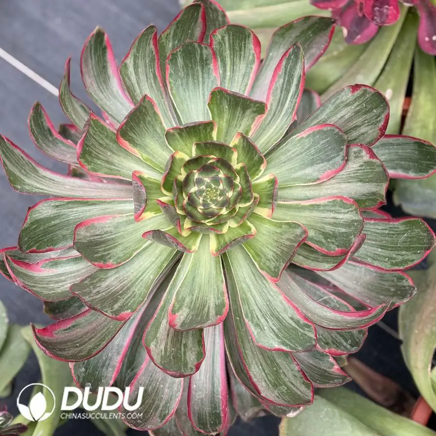 1756126029-1744096644-e201.webp Aeonium Demon's Eye Single - Image 1