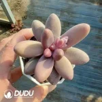 Pachyphytum Sugar Beauty