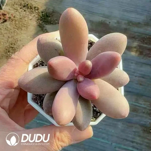 Pachyphytum Sugar Beauty - Image 2