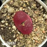 Conophytum Maughanii