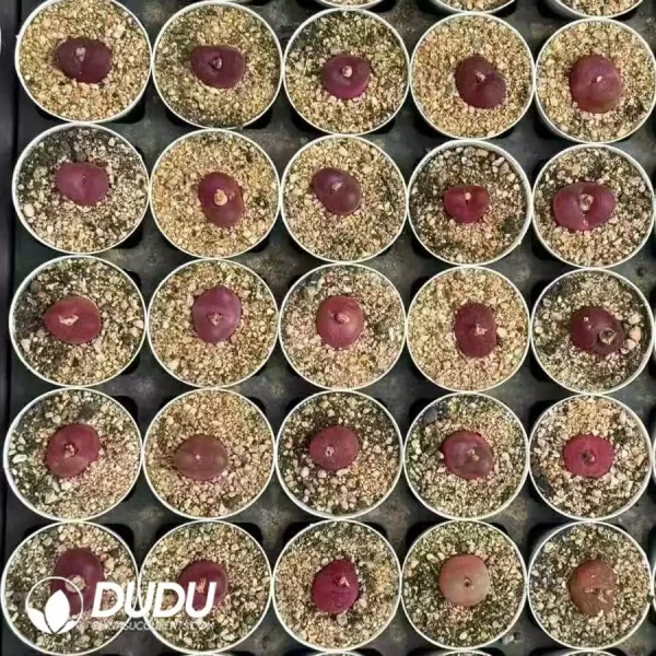 Conophytum Maughanii - Image 2