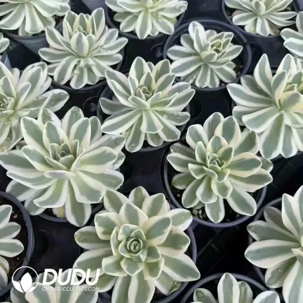 Orostachys iwarenge f. Variegata Fuji - Image 2