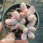 Cotyledon Papillaris Var. Cluster