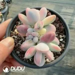Cotyledon Papillaris Var. Cluster - Image 2
