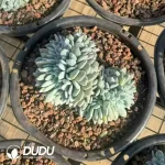 Echeveria Monroe Cristata