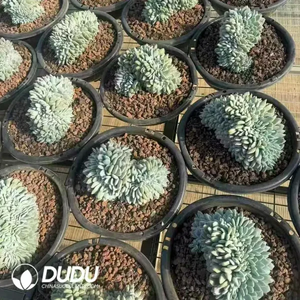 Echeveria Monroe Cristata - Image 2