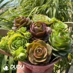 Aeonium Aureum Bucket
